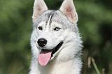 SIBERIAN HUSKY 278